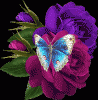 schmetterling_t1.gif